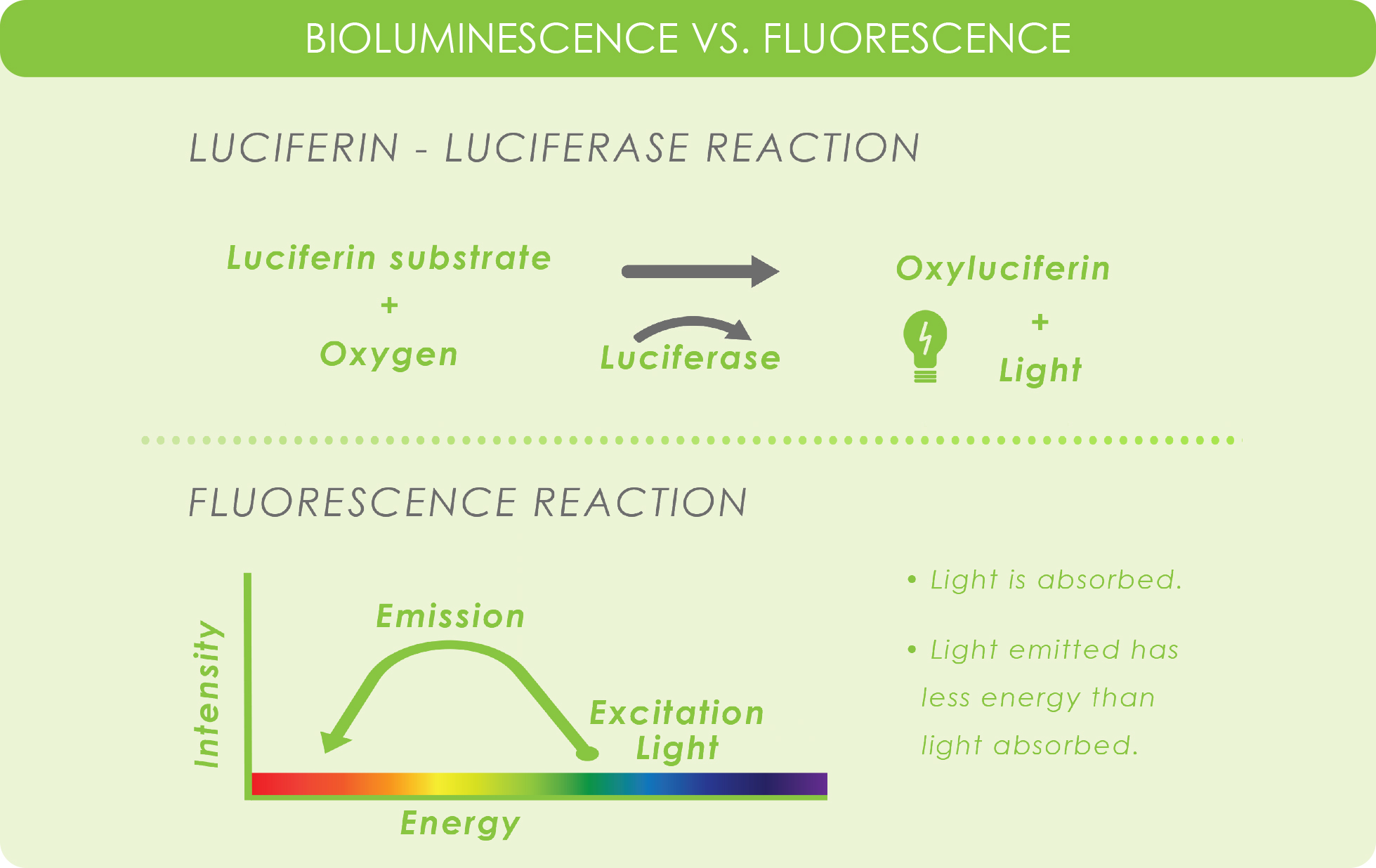 How Different LuciferinLuciferase Systems Are Used In Biotechnology